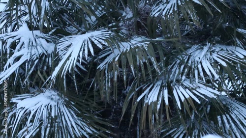 Green palm tree leaves covered in fresh white snow 