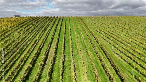 Weinberge bei Klein-Umstadt