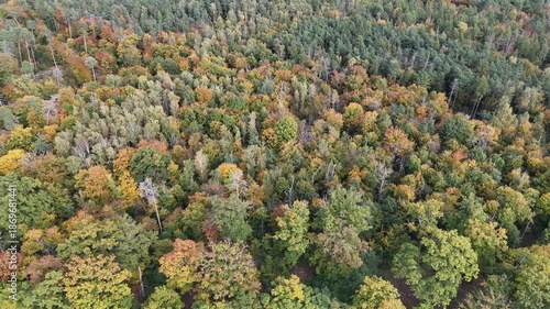 Herbstwald im Odenwald