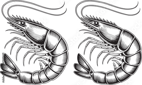 Hand drawn style Shrimp silhouette set isolated on transparent background