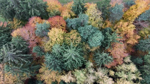 Herbstwald im Odenwald