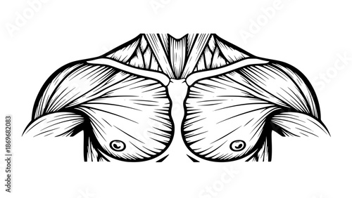 Flat vector illustration of male chest muscles isolated, gym anatomy style, fitness training illustration, clean lines, modern workout vector, educational sports graphic