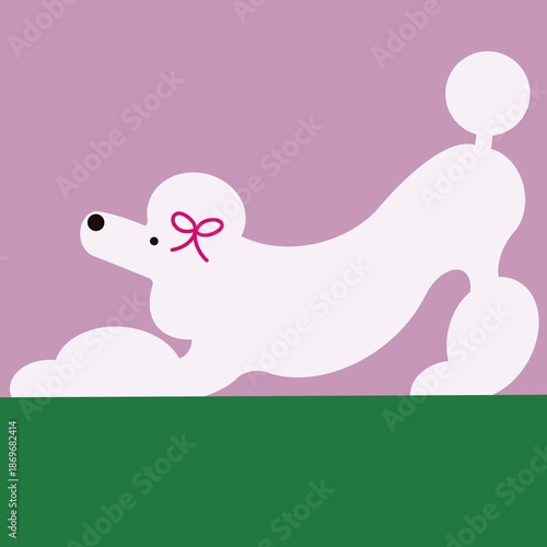 Isolated poodle dog. Isolated purebred dog standing on pink background.