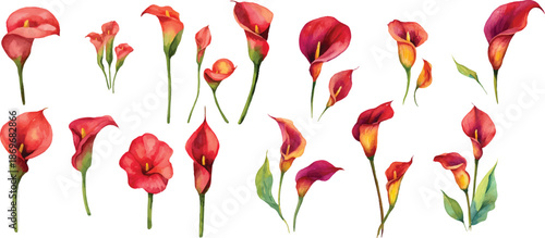 red flower on white background