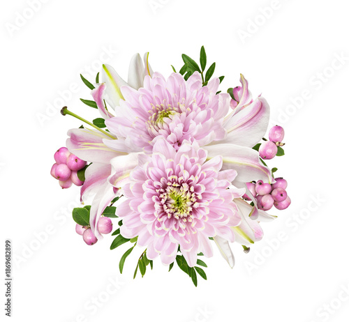 Pink chrysanthemum flowers,...