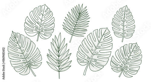 Selection of tropical monstera and palm leaves in detailed green line art for botanical illustrations and summer themes.
