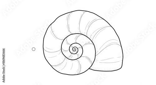 Detailed black and white line art illustration of a spiral nautilus seashell on a plain white background for coloring or design.