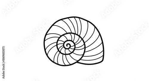 Detailed black and white line art illustration of a spiral seashell showing intricate growth patterns and shell ridges on a white surface.