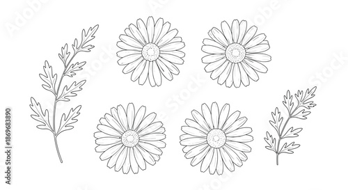 Collection of several sketched daisy flowers and leaves in a detailed black and white line art style for botanical design projects.
