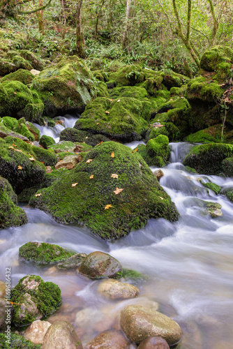 Vertical view a deep forest with a stream of water flows over mossy rocks.