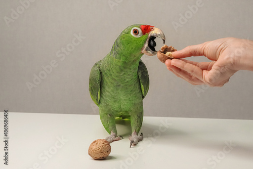 The human hand feeds the parrot.