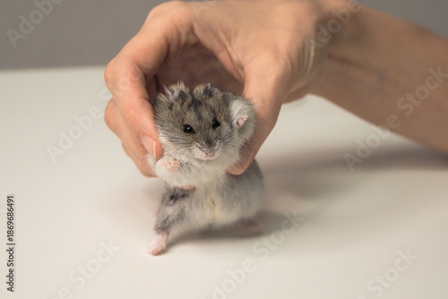 A small hamster is being held by a person's hand