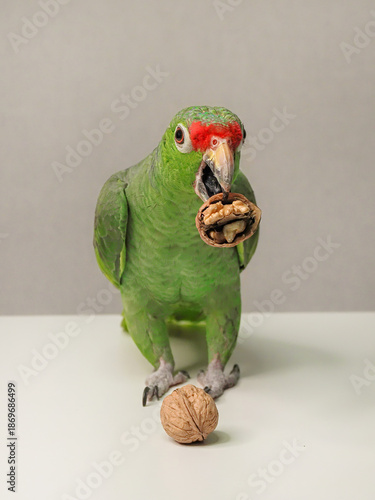 A green parrot is eating a nut, vertical view.