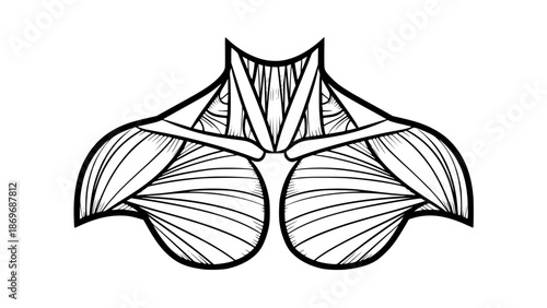 Flat vector illustration of human shoulders isolated, fitness anatomy design, gym training concept, clean outlines, modern sports illustration