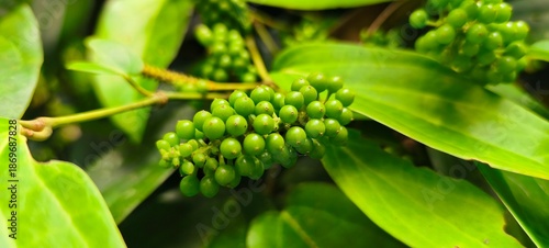 Photos Cubeb Pepper (Piper cubeba) Fresh Green Peppercorns Close Up