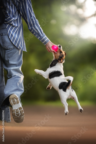 Wallpaper Mural A tri-color Jack Russell Terrier leaps into the air toward a pink ball held by a person. The dog is focused on the toy. The scene takes place outdoors in a park-like setting Torontodigital.ca