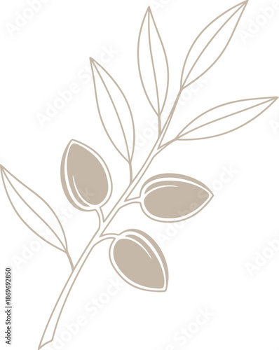 Minimalist botanical branch with almond fruit and leaf concept. Flat line art vector illustration