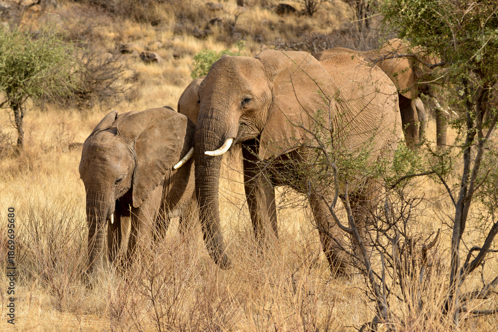 Fototapeta premium Eléphant d’Afrique