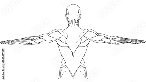 Flat vector illustration of human back muscles isolated, gym anatomy style, fitness training diagram, clean minimal vector, modern sports illustration