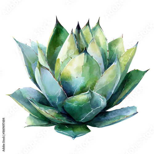 Agave, watercolor illustration, vector style, isolated on a white background.