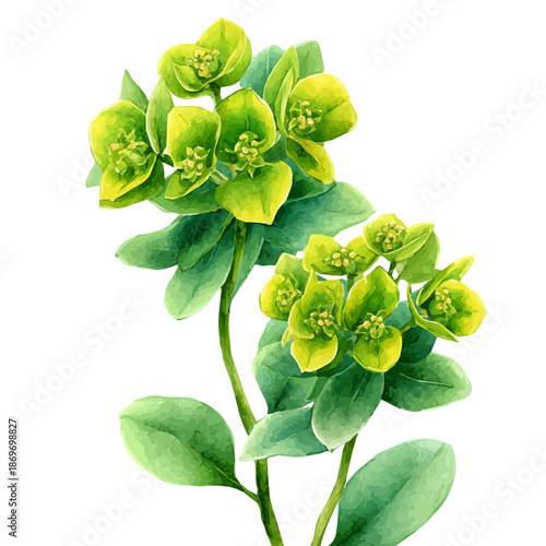 Εκτύπωση καμβά Watercolor painting of Euphorbia, vector illustration, isolated on white background