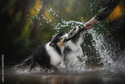Two Sheltie dogs enthusiastically play tug-of-war with a stick held by a person's hand in a shallow pond. Water splashes everywhere as they enjoy their active game