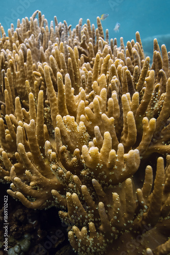 Wallpaper Mural Corals close up. Tranquil underwater scene Torontodigital.ca