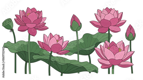 Elegant Lotus Flowers Illustration