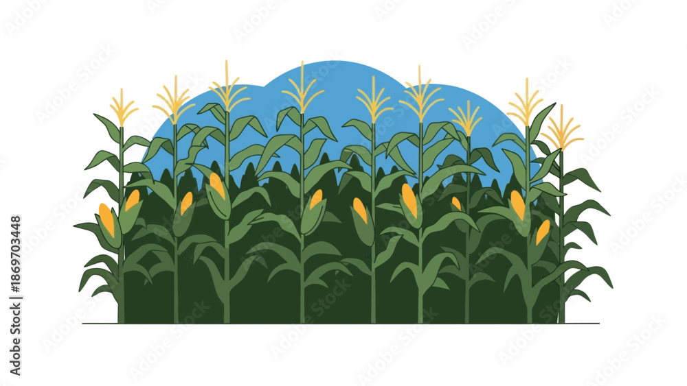 Fototapeta premium Corn field vector illustration, agriculture