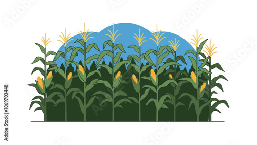 Corn field vector illustration, agriculture