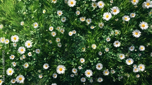 Daisies cover the ground in a field. The plants stand out against the green grass and smaller plants showing a vibrant display of nature in spring.