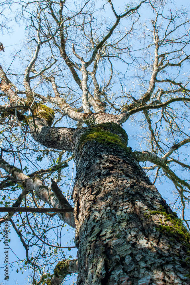 Fototapeta premium tree in the forest