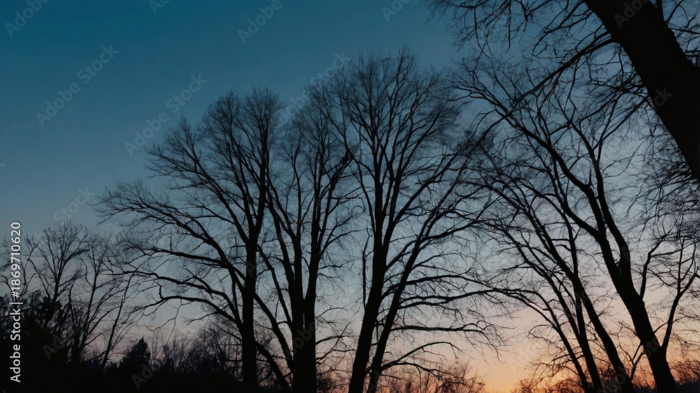 Fototapeta premium Silhouette_bare_trees_at_dusk_against_blue_sk_3