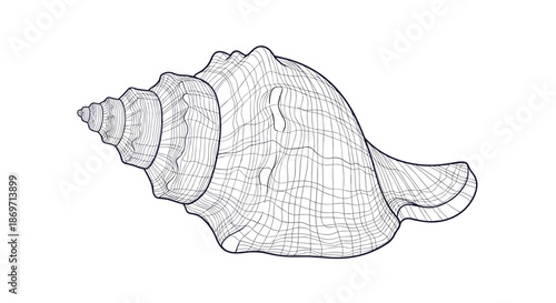 Intricate line art illustration of a large spiral conch seashell with very detailed textures and natural patterns on white.