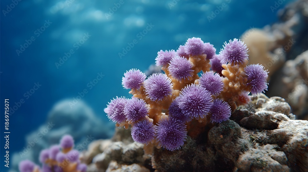 Obraz premium Close up of vibrant purple coral polyps on a rocky reef underwater with clear blue water in the background