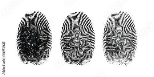 Three different human fingerprints illustrating identity and biometric security