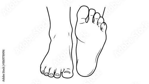 Vector illustration of human feet isolated, fitness anatomy style, gym training illustration, clean flat design, educational sports graphic