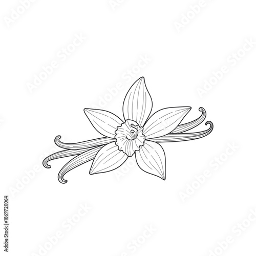 A detailed black and white line drawing of a vanilla orchid flower with two long vanilla bean pods extending from behind it.
