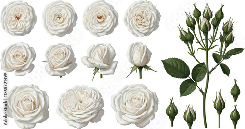 White Rose Flower Vector Set with Blooming Roses Buds and Green Leaves in Elegant Botanical Style for Floral Design Projects