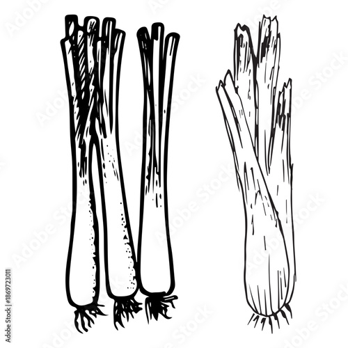 Fresh Cabbage Vegetables Line Art Illustration for Cooking Concept