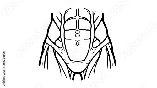 Flat vector illustration of abdominal muscles isolated, gym anatomy illustration, fitness core training concept, clean bold lines, modern sports vector