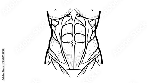 Flat vector illustration of abdominal muscles isolated, gym anatomy illustration, fitness core training concept, clean bold lines, modern sports vector