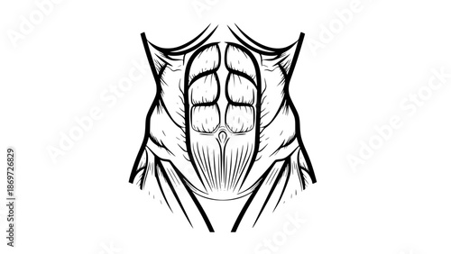 Flat vector illustration of abdominal muscles isolated, gym anatomy illustration, fitness core training concept, clean bold lines, modern sports vector
