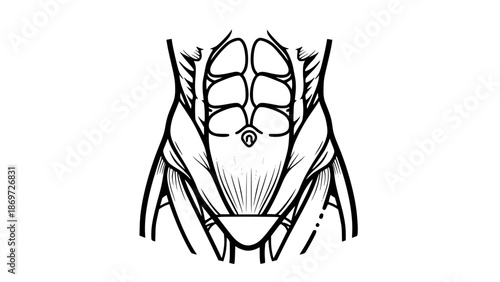 Flat vector illustration of abdominal muscles isolated, gym anatomy illustration, fitness core training concept, clean bold lines, modern sports vector