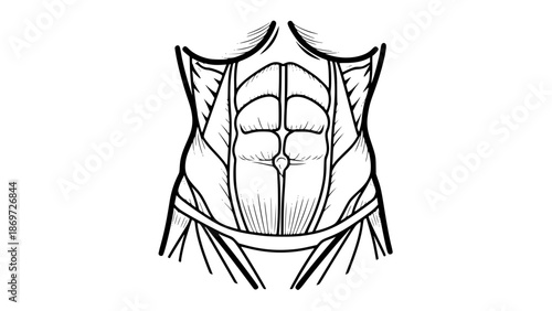 Flat vector illustration of abdominal muscles isolated, gym anatomy illustration, fitness core training concept, clean bold lines, modern sports vector