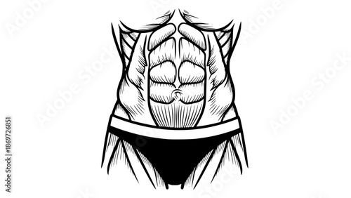 Flat vector illustration of abdominal muscles isolated, gym anatomy illustration, fitness core training concept, clean bold lines, modern sports vector