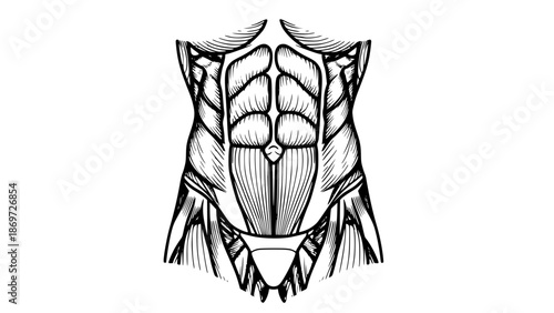 Flat vector illustration of abdominal muscles isolated, gym anatomy illustration, fitness core training concept, clean bold lines, modern sports vector