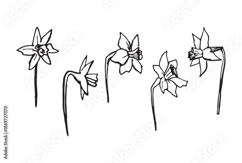 Hand drawn whimsical narcissus flowers in black line art style. Playful minimal floral illustration isolated on white background for spring design, stationery, branding, patterns and decor