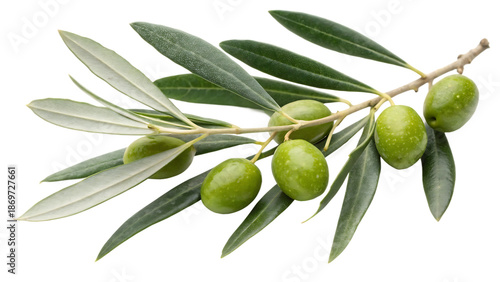 Wallpaper Mural Fresh Green Olives on a Branch with Leaves Isolated on White Background Torontodigital.ca