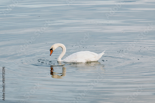 Cygne nageant dans un lac aux eaux calmes